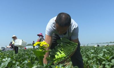 临泉菜“香”飘香港的秘诀 看这家蔬果专业合作社如何做到