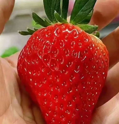 草莓季回归 有甜又有颜,周末走起