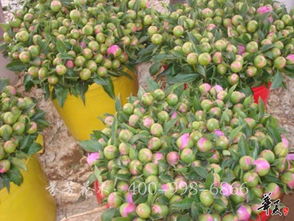 精品花色系列 公司相册 菏泽市芬芳花木种植专业合作社