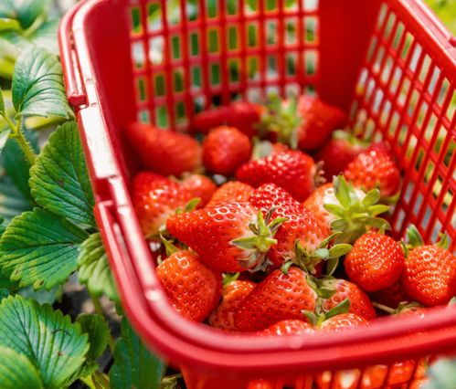 一键开启 莓 好 食 光,闵行草莓采摘攻略来了 丨好白相