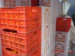 奉化市莼湖绿茂蔬果专业合作社