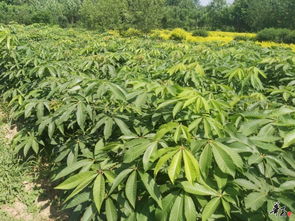 七叶树 茶条槭精品推荐 公司相册 沭阳县华新花木种植专业合作社