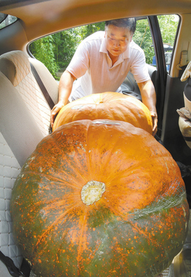 美国巨型南瓜落户宜兴_江苏国际在线