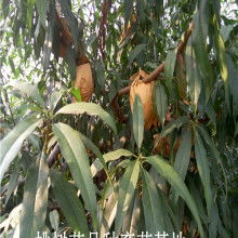 宝鸡市陈仓区华润果蔬专业合作社