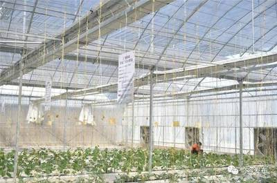 稻田飘出酸味？句容推广‘戴庄经验’助推蔬果专业合作社发展