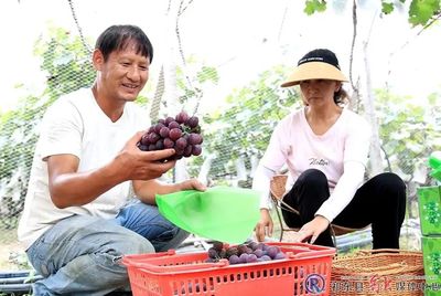 祁东 县域经济搭上电商“快车”，蔬果专业合作社助力乡村振兴