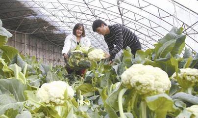 蔬果专业合作社 助力农民在家门口就业，盘活唐山城郊经济