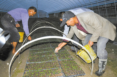 奉化 大水过后抢种忙，蔬果专业合作社全力恢复生产