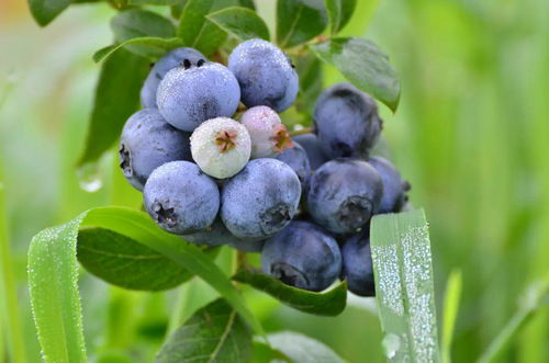 浪漫梦幻的城堡，沉醉甜蜜的果香——乳山网红打卡地蔬果专业合作社