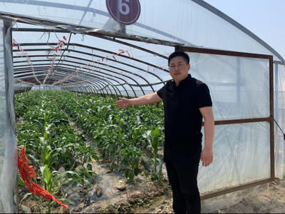 产学研一体赋能，蔬果专业合作社谱写乡村振兴新篇章