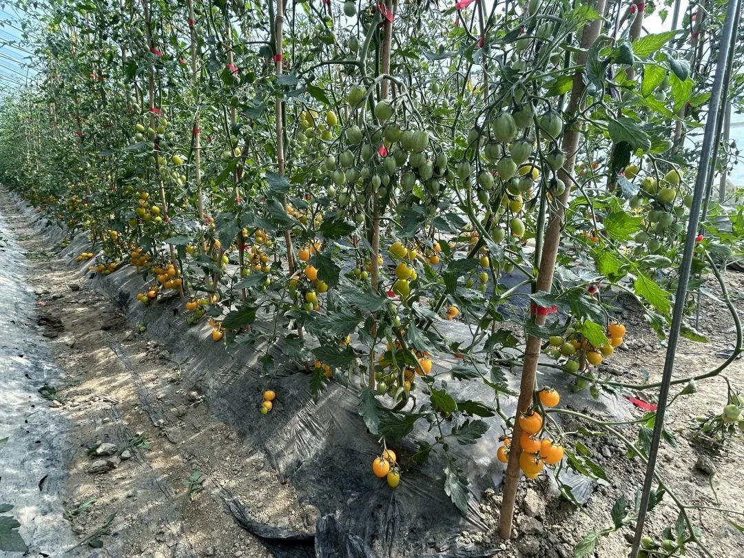 七彩小番茄俏丽上市，蔬果专业合作社迎来春日采摘热潮
